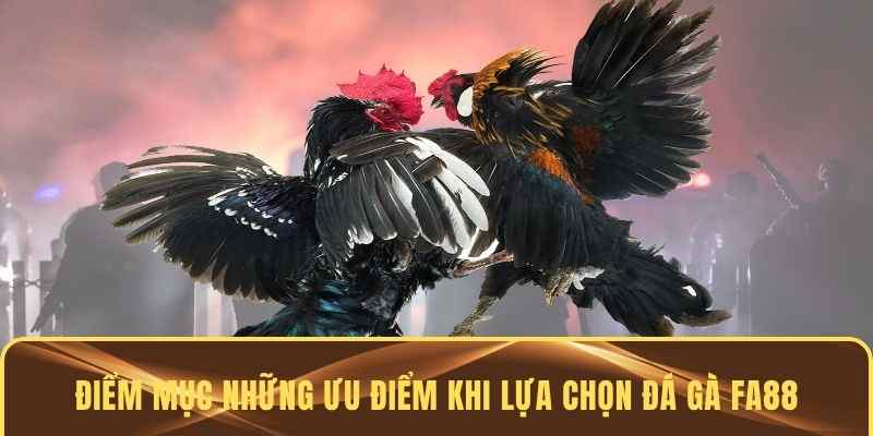 Nhiều điểm nổi bật trong chọi gà tại FA88
